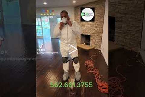 Need Pest Control Service?