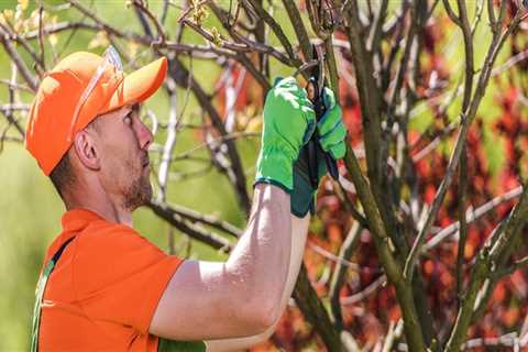 From Diagnosis To Recovery: Let Professionals Handle Tree Disease In Pembroke Pines