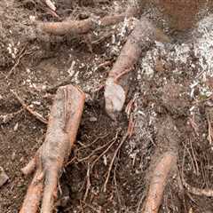 The Chain Saw Cuts, The Critters Creep: Pest Control In Longwood For Post-Land Clearing Protection
