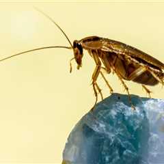 Cockroach Extermination In Greater Orlando: Why A Pest-Free Home Keeps Your Metal Roofing Secure