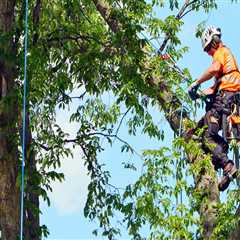 Why Tree Service Is Essential To Advancing Arboriculture In Johnson City