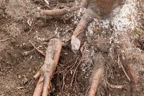 The Chain Saw Cuts, The Critters Creep: Pest Control In Longwood For Post-Land Clearing Protection