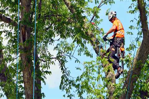 Why Tree Service Is Essential To Advancing Arboriculture In Johnson City