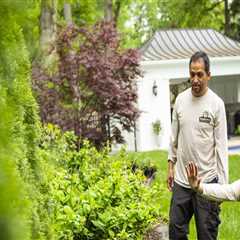 How Routine Lawn Care Service Supports Long-Term Lawn Pest Control In Northern VA