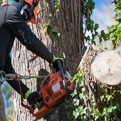 Sustainable Arboriculture Practices Supported By Local Landscaping Services In Portland, OR