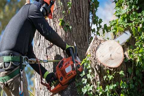 Sustainable Arboriculture Practices Supported By Local Landscaping Services In Portland, OR