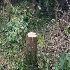 Why Crane Tree Removal Is an Art as Much as a Science