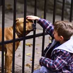 Fencing for Pets & Kids Midland, TX