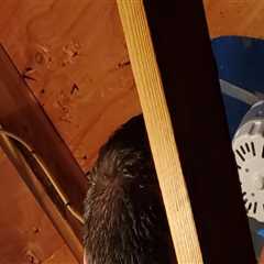 What Contractors Look for When Testing Attic Fan Performance