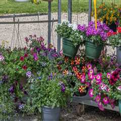 Transform Your Yard with Expert Tree Care and Lighting