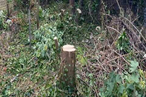 Why Crane Tree Removal Is an Art as Much as a Science