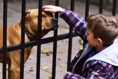 Fencing for Pets & Kids Midland, TX