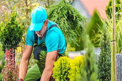Transform Your Portland Landscape with Expert Tree Felling and Garden Plants