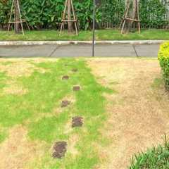 Why Cleaning Services Notice Lawn Problems Before Homeowners Do