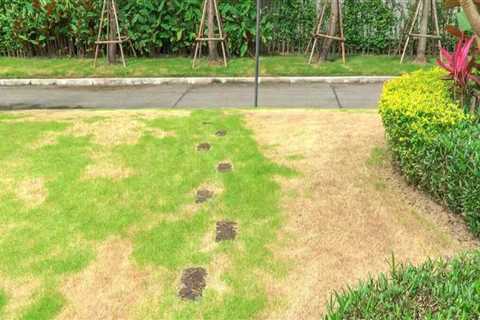 Why Cleaning Services Notice Lawn Problems Before Homeowners Do