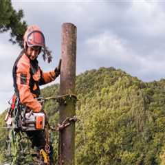 The Impact of Tree Maintenance on the Safety and Security of Real Estate Assets