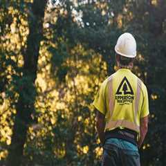 Expert Arboriculture and Emergency Tree Services in Virginia Beach