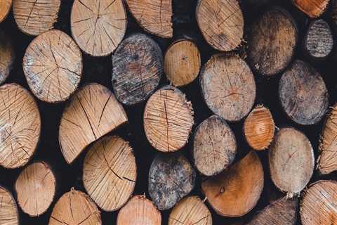 Enhance Tree Health with Expert Trimming in Warminster