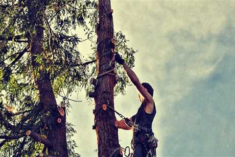 Safe and Efficient Land Clearing & Tree Removal in Warminster