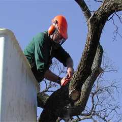 Identifying Tree Risks: A Homeowner's Guide to Tree Risk Assessment