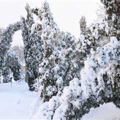 Essential Safety Measures for Trees During Severe Weather Conditions