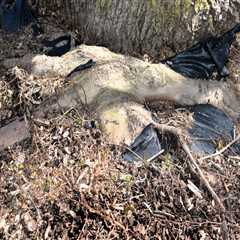 Understanding the Frequency of Tree Risk Assessments for Safety and Health