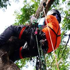 Understanding Tree Risk Assessments: Who Should Conduct Them?