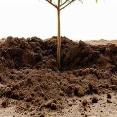 Identifying When Your Tree Needs Fertilization and Care