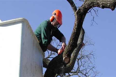 Identifying Tree Risks: A Homeowner's Guide to Tree Risk Assessment
