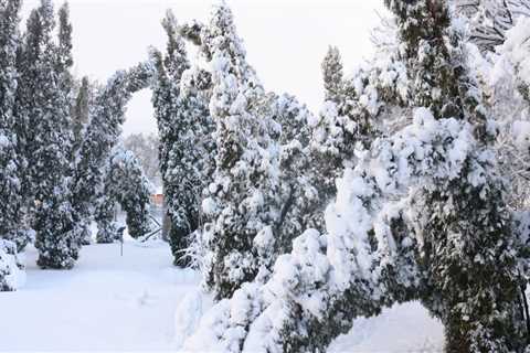 Essential Safety Measures for Trees During Severe Weather Conditions