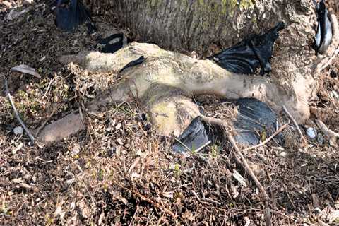 Understanding the Frequency of Tree Risk Assessments for Safety and Health