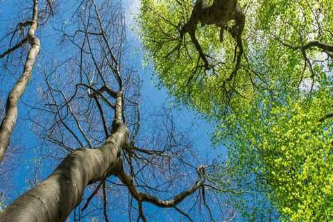 How to Identify and Address Tree Diseases and Pest Infestations for Optimal Tree Safety