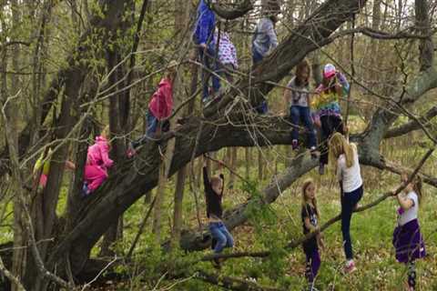 What to Do If You See Someone in Danger While Climbing a Tree