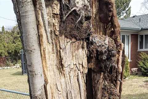 Understanding Tree Risk Assessments and Their Insurance Implications