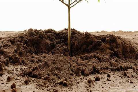 Identifying When Your Tree Needs Fertilization and Care