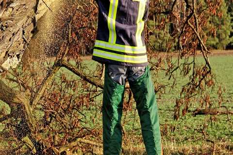 Professional Tree Felling in Virginia Beach