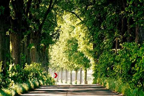 Efficient Tree Management with Crane-Assisted Tree Removal