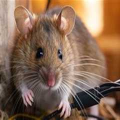How Rodent Removal Helps Ensure a Smooth Moving Experience