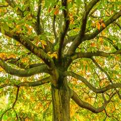 How Arboriculture Planning Can Minimize Plumbing Repairs