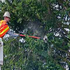 Coordinating Tree Pruning with Electrical Maintenance for Better Results