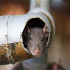 Rodent Control and the Subtle Role of Plumbing System Awareness