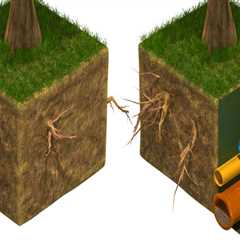 Tree Trimming and the Role of Root Control in Plumbing Safety