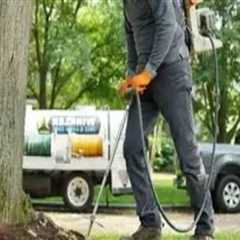 How Routine Tree Inspection Can Help Avoid Plumbing Repairs
