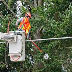 Keeping Trees Healthy Without Disrupting Electrical Systems