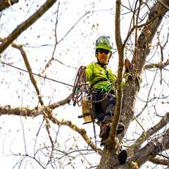San Ramon Tree Care Tips for Safe Landscaping Around Electrical Fixtures