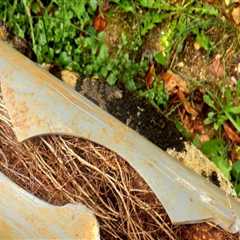 Tree Safety Considerations for Properties With Aging Plumbing Lines