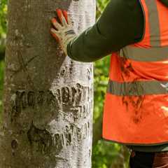 How Professional Tree Inspections Support Electrical System Protection