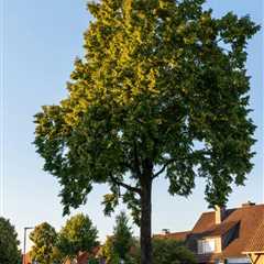 2026 Ultimate Guide to Tree Service Near Me: Expert Tips and Advice