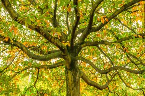 How Arboriculture Planning Can Minimize Plumbing Repairs