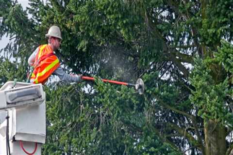 Coordinating Tree Pruning with Electrical Maintenance for Better Results